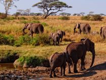 Hábitat de los elefantes africanos