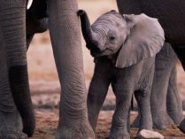 Hábitos de los bebés elefantes