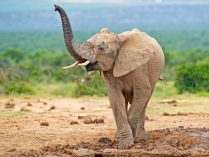 Inteligencia de los elefantes