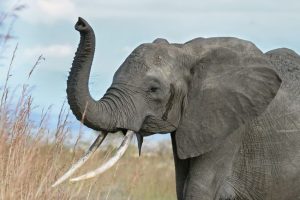 ¿Los elefantes tienen miedo a los ratones?