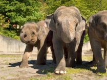 Organización grupal de los elefantes asiáticos