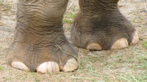 Pies de los elefantes