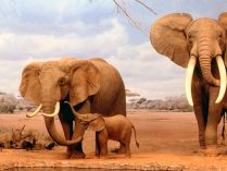 Población de los elefantes africanos