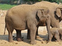 Rasgos físicos de los elefantes asiáticos