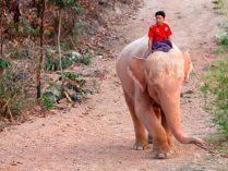 Significado de los elefantes blancos en Tailandia