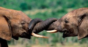 Vídeos de elefantes